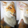 Flame Point Oriental Cat