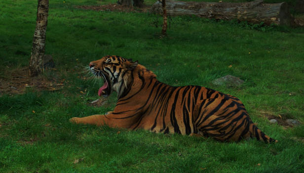 Tigers: Yawn