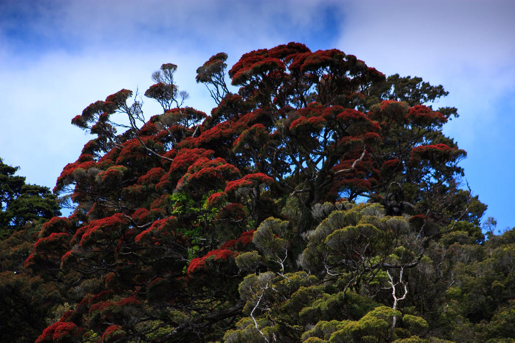 Rata Tree... by Mikelyjohnsono on DeviantArt