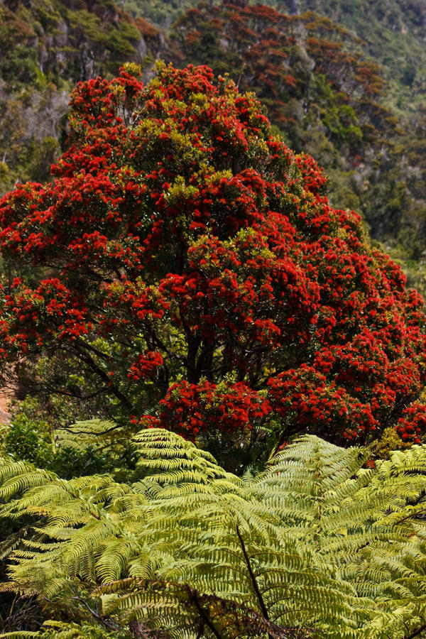 Rata Tree.. by Mikelyjohnsono on DeviantArt