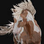 horse sketch #1