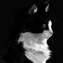 Tuxedo Cat