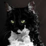 Tuxedo Kitty Commission