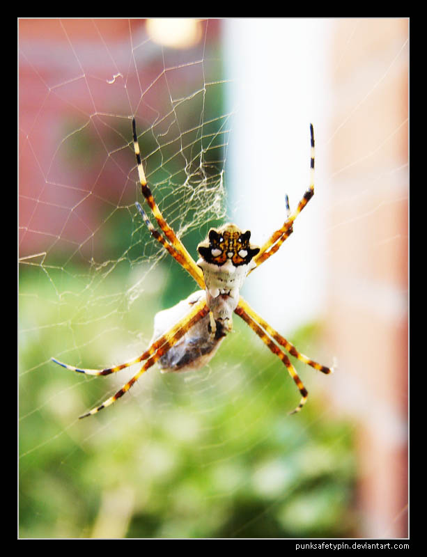 Garden Spider