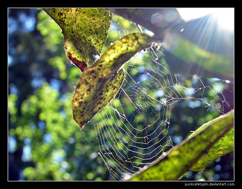 Sunny web