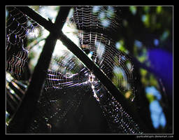 Sunny web 3