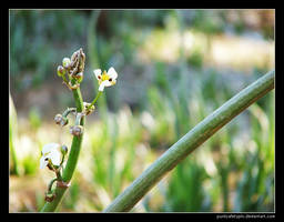 Tiny flowers