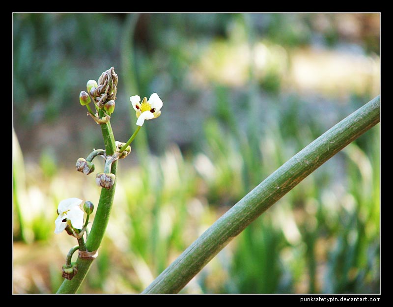 Tiny flowers