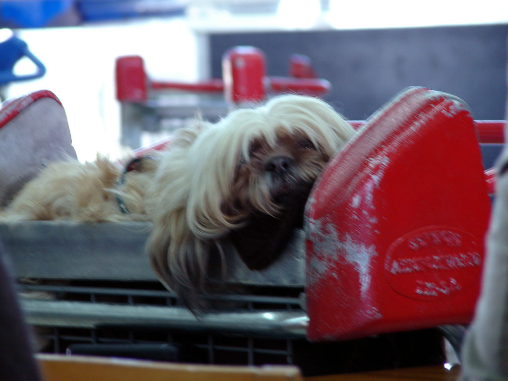 Airport dog III