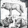 Wolf Studies #2