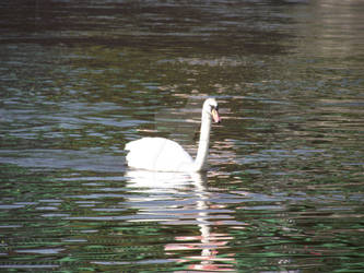 Swan