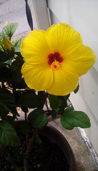Hibiscus flower
