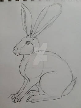 Lunar the bunny
