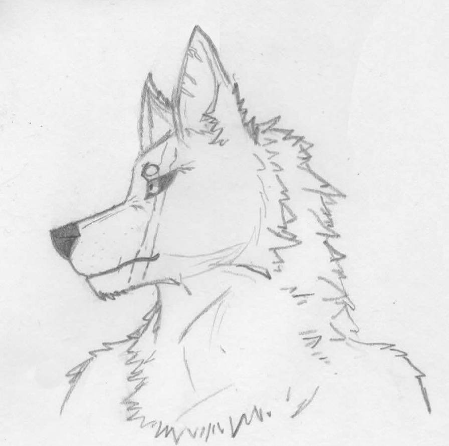 Draw Anthro Wolf / 1 By Blackpawhunter On Deviantart