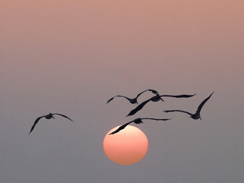 Pelican Sunrise, Tybee Island, Georgia