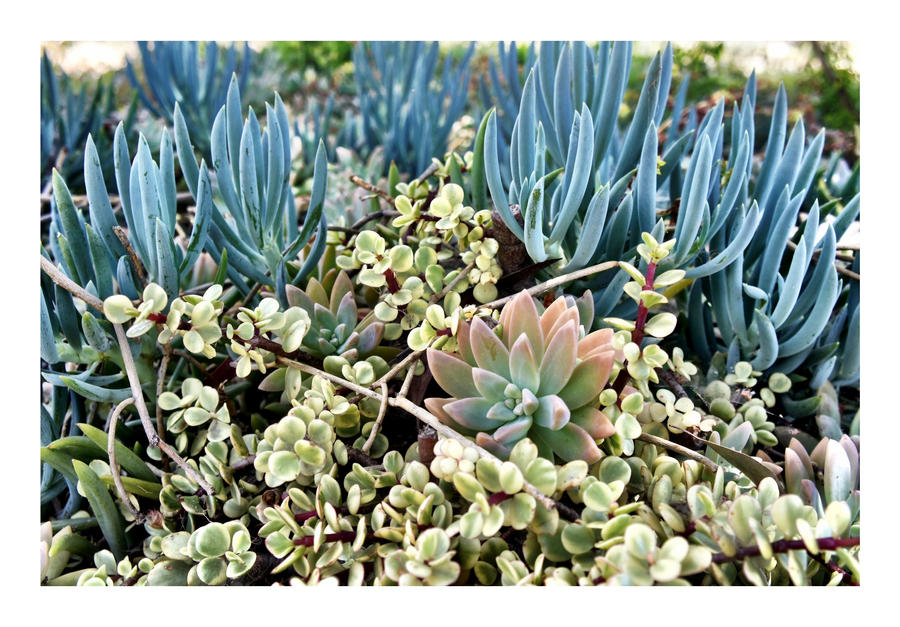 Succulent Garden