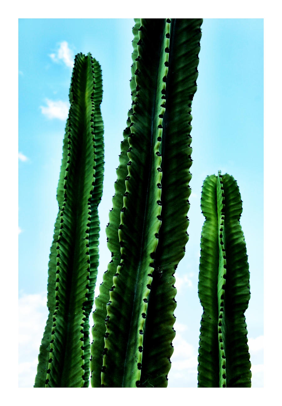 Three Cacti