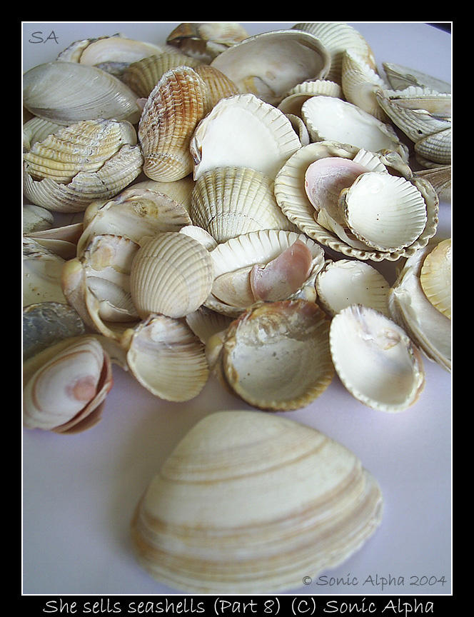 She sells seashells VIII by sonicalpha on DeviantArt