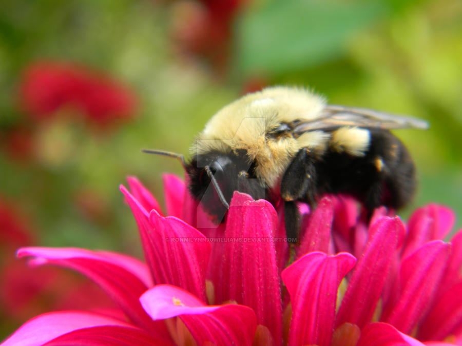 Bumble Fall fall bumblebee by ronnilynn70williams on DeviantArt
