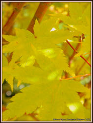 inside the coral maple tree