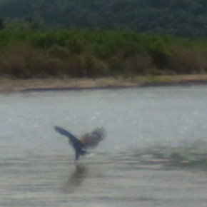 fish eagle catching a fish