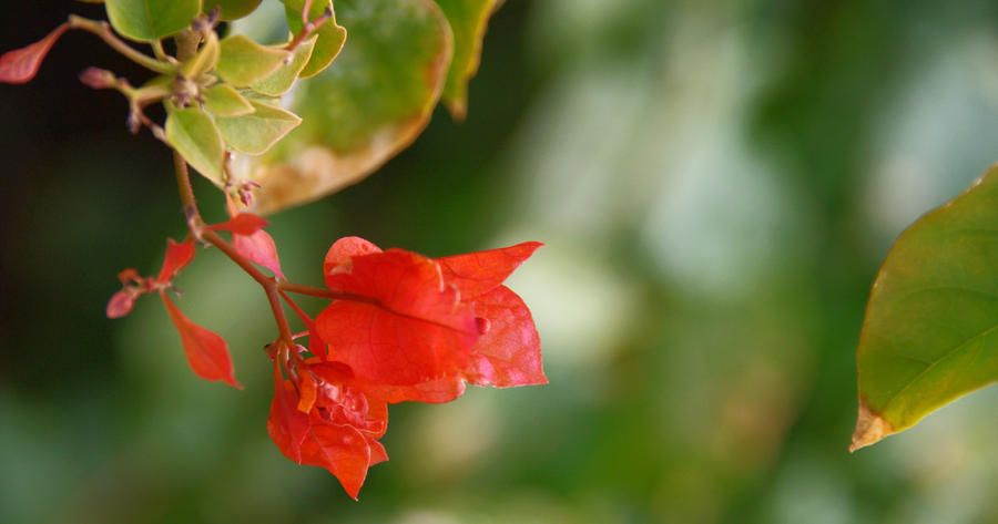 Bougainvillea