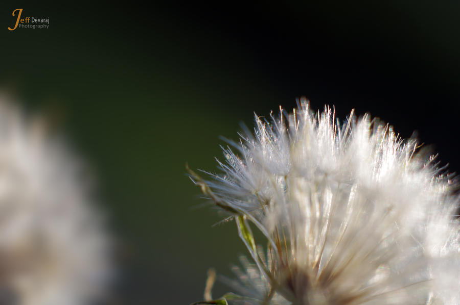 Dandelion 2