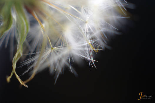 Dandelion 10