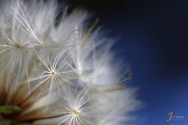 Dandelion 11