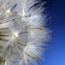 Dandelion 12