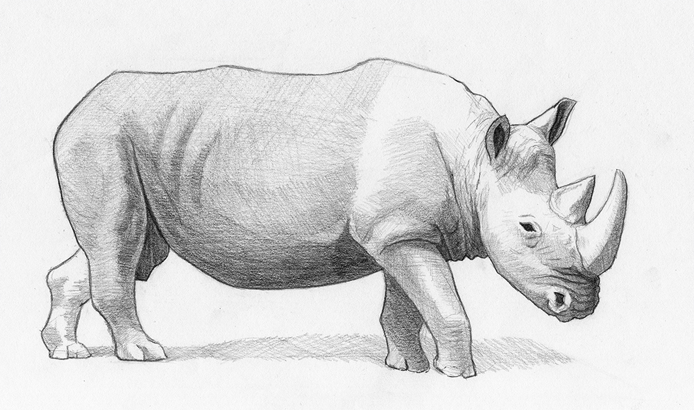 Rhino