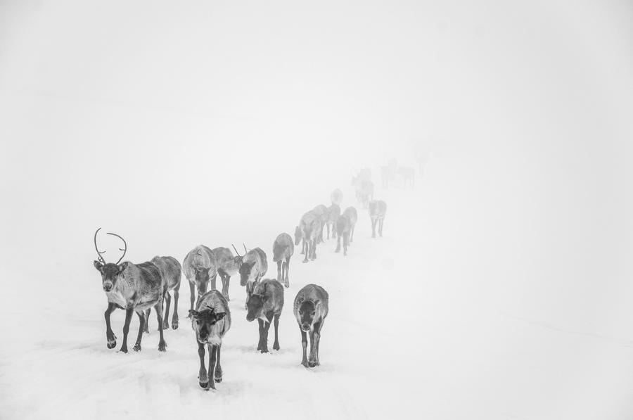 Mist by Rontolo Mist by Rontolo