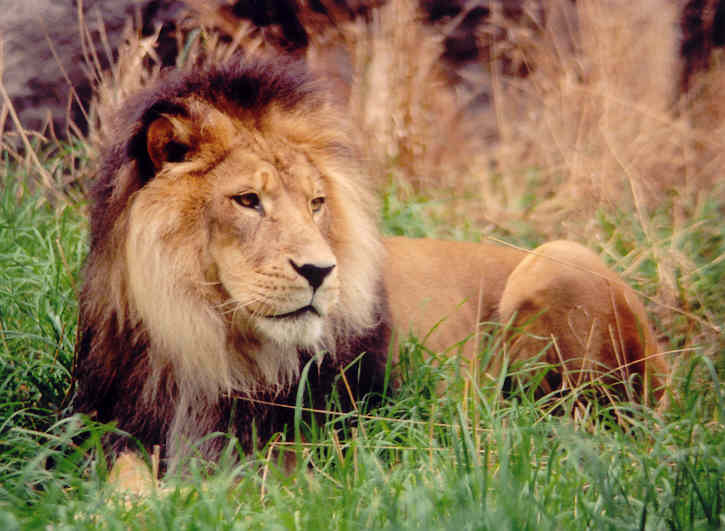 Lion