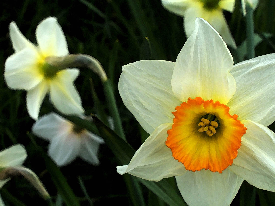 daffodils