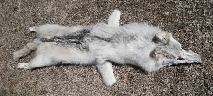 SOLD Female White Wolf Pelt FOR SALE