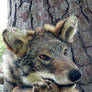 Rowena the Coyote/Coywolf - SOLD