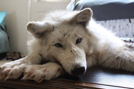 Candian White Wolf FOR SALE