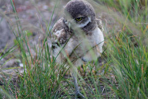 Burrowing Owl Chick 2