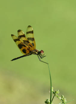 Dragonfly