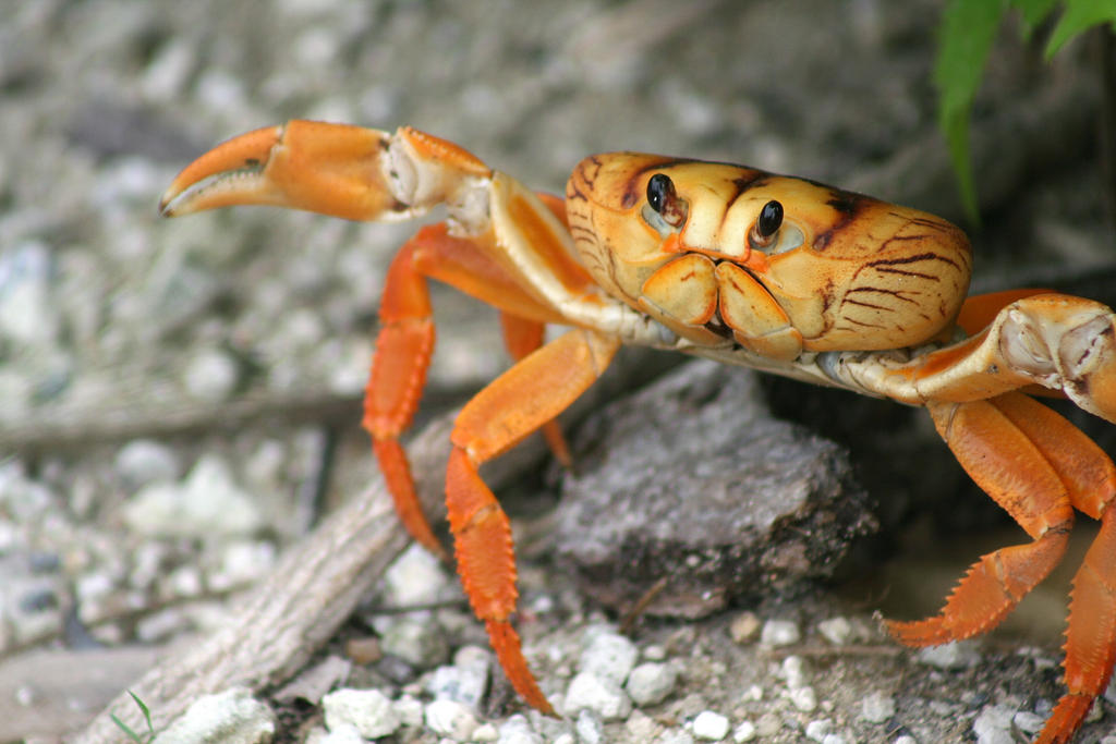 Cayman Crab