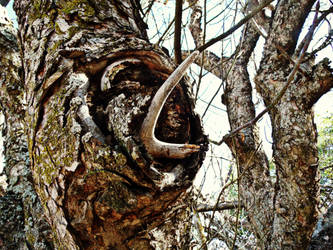 Antler in Tree