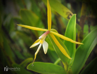 Orchid X - Epidendrum sp. nocturnum group