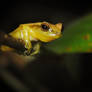 Endemic Pristimantis brevifrons