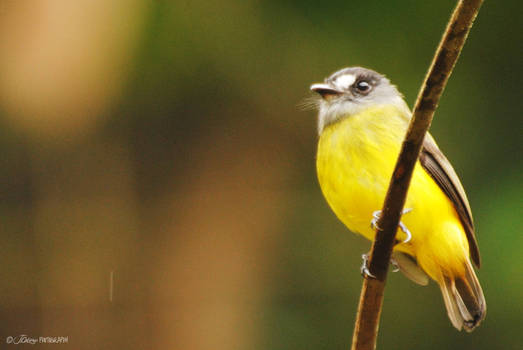 Ornate flycatcher - Myiotriccus ornatus