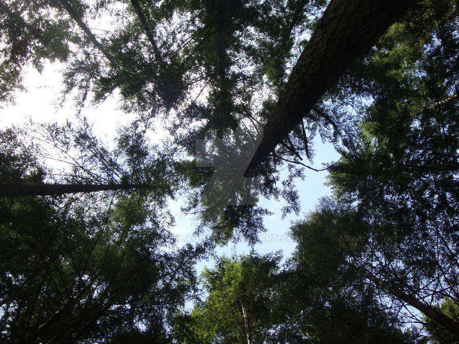 Forest Canopy 2