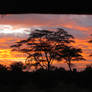 A Safari Sunset