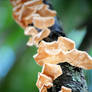 .Tree Fungus.