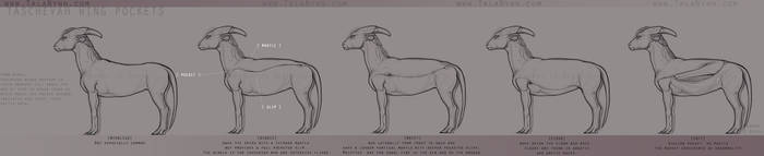 Taschevah Pocket Types