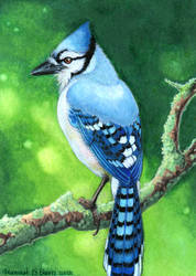 Bluejay ACEO