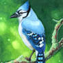 Bluejay ACEO